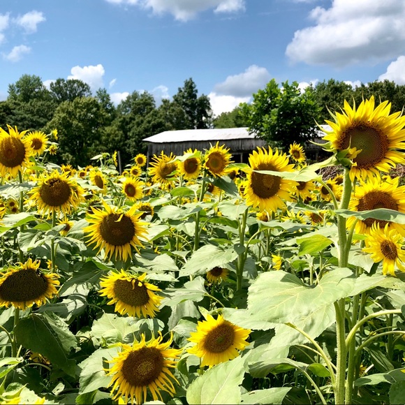 Meet your Posher, Grace - Picture 1 of 1